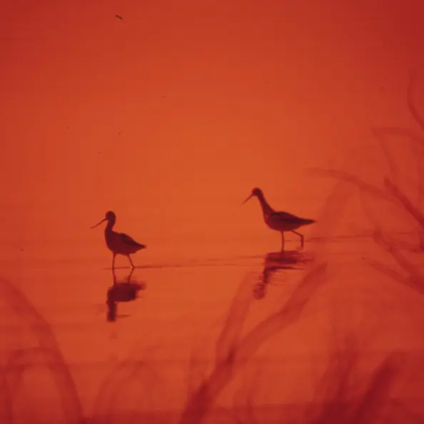 Pássaros em um lago.